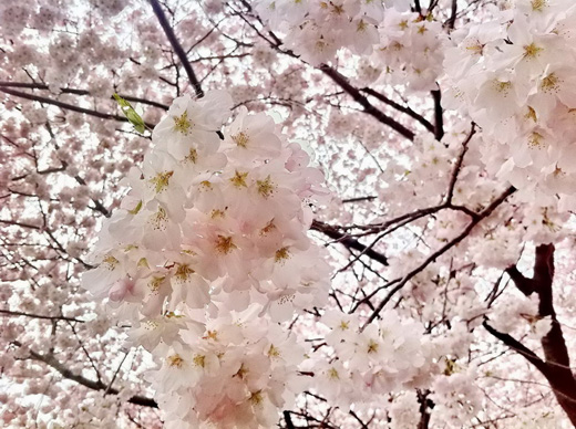 Sakura Kevin1.jpg