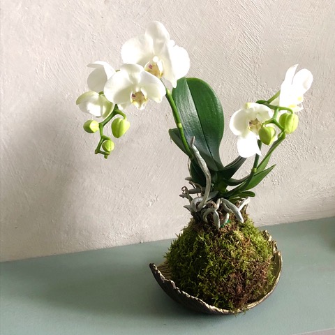 Orchidee kokedama.jpeg