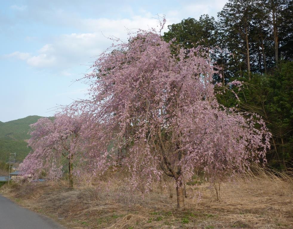 Cerisier Tochigi.JPG