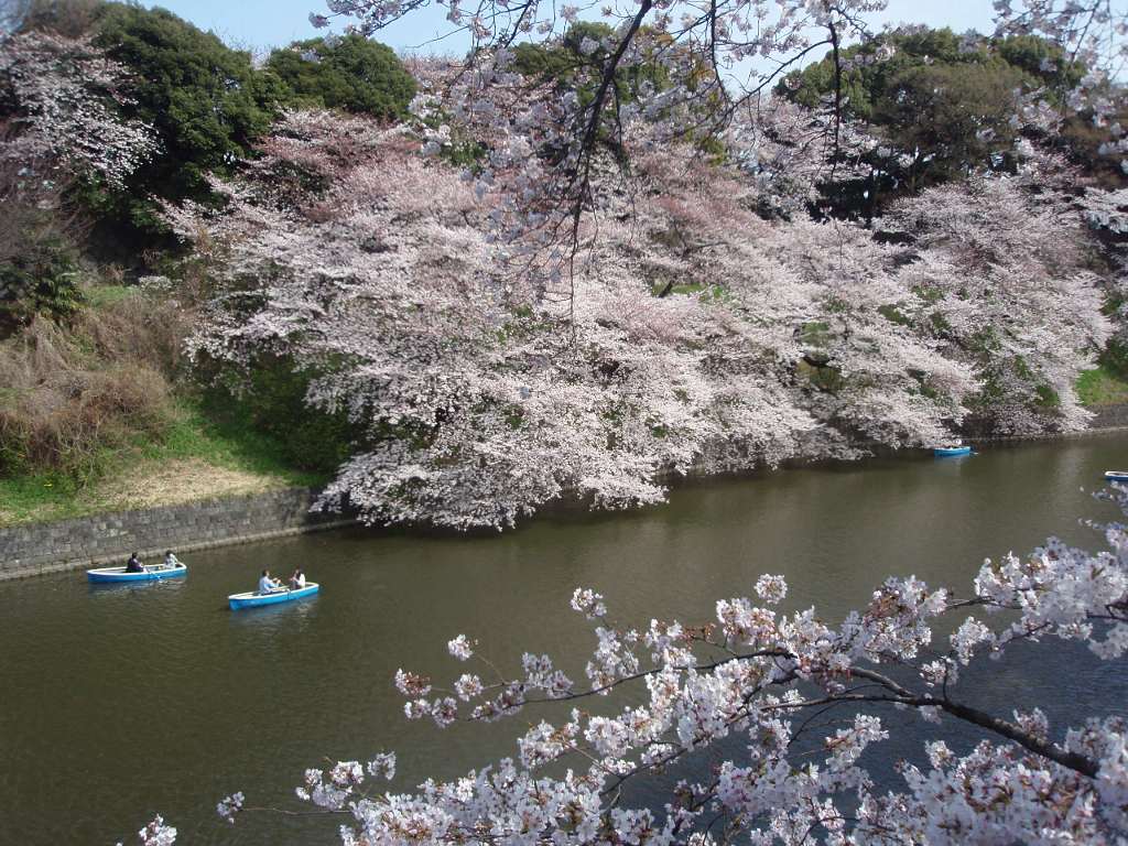 SakuraJapon.jpg