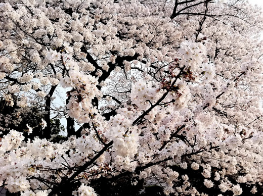 Sakura Kevin2.JPG
