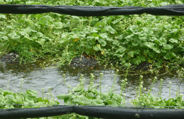 MATSUMOTO WASABI site plantes.jpg