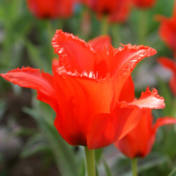 Tulipe-petit-chaperon-rouge-63724-2.jpg