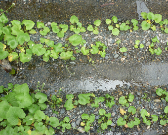 MATSUMOTO WASABI site plants.jpg